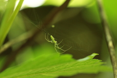 茂みのウロコアシナガグモ