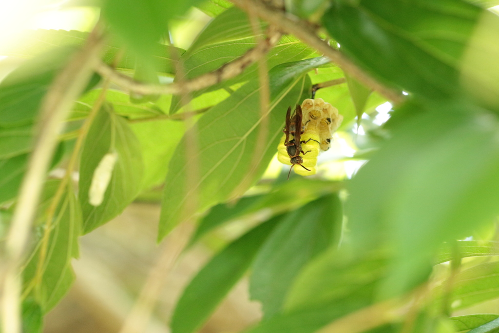 茂みのキボシアシナガバチ
