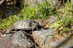 隻眼のイシガメ