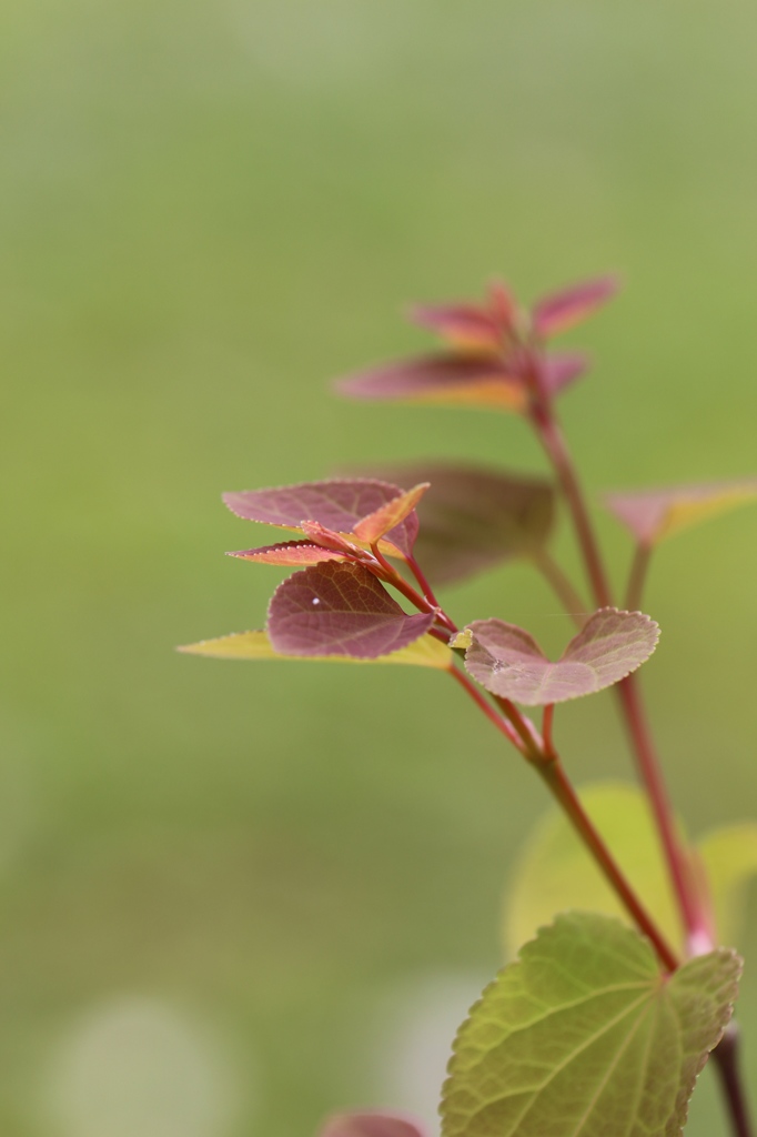 桂の新芽