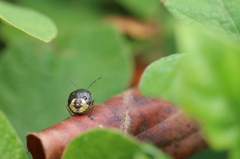 チャバネアオカメムシの幼虫