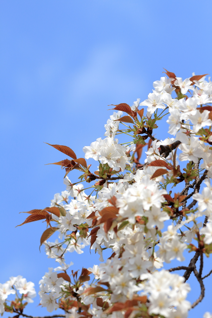 青空の山桜