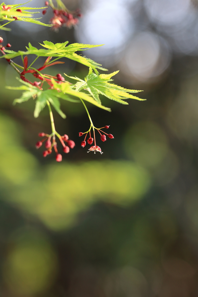 紅葉の輝き