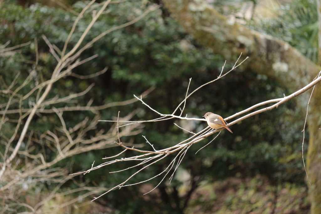 桜のジョウビタキ