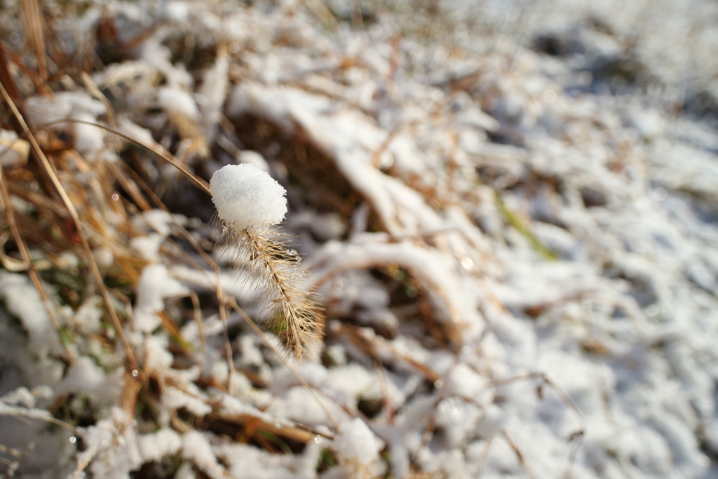 狗尾草の雪帽子