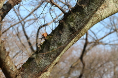 近くのサクラの木で