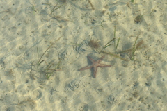 浅瀬のモミジガイ