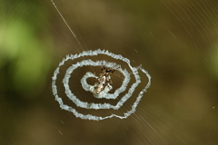 擬態のギンナガゴミグモ