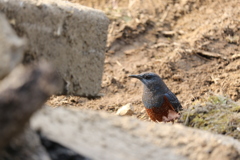 採餌中のイソヒヨドリ