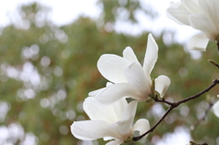 ハクモクレンの花
