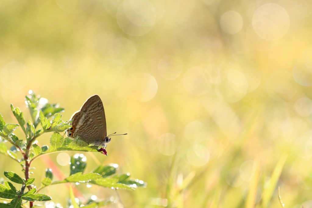 蓬のウラナミシジミ
