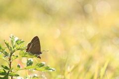 蓬のウラナミシジミ