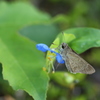 露草のチャバネセセリ