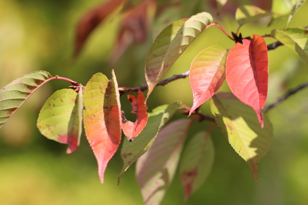 色付いた桜葉