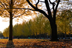 近隣公園
