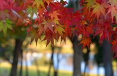 近隣公園