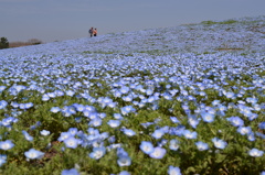 ひたち海浜公園