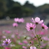 ひたち海浜公園