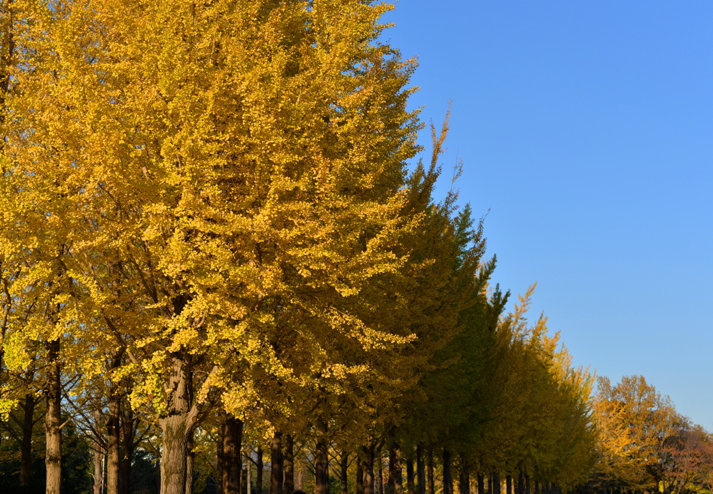 近隣公園