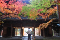 In the colored leaves.