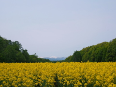 北の大地、菜の花の季節４