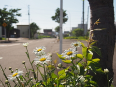 路傍の風景４