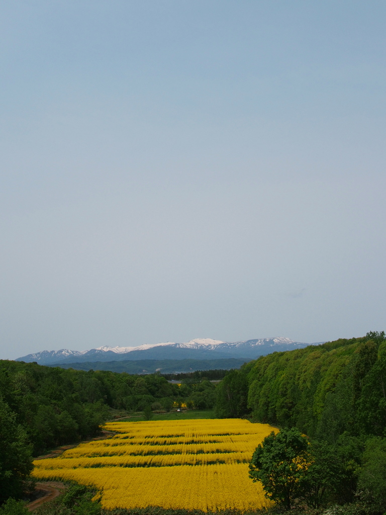 北の大地、菜の花の季節３