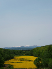 北の大地、菜の花の季節３