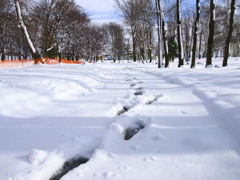 雪の朝