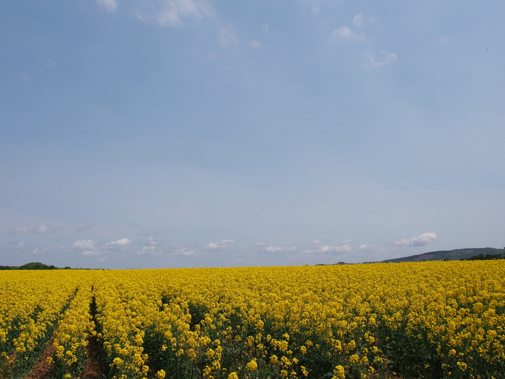 北の大地、菜の花の季節１
