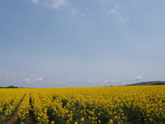 北の大地、菜の花の季節１