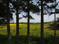 タンポポの咲く風景Ⅲ