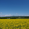 菜の花の季節へ