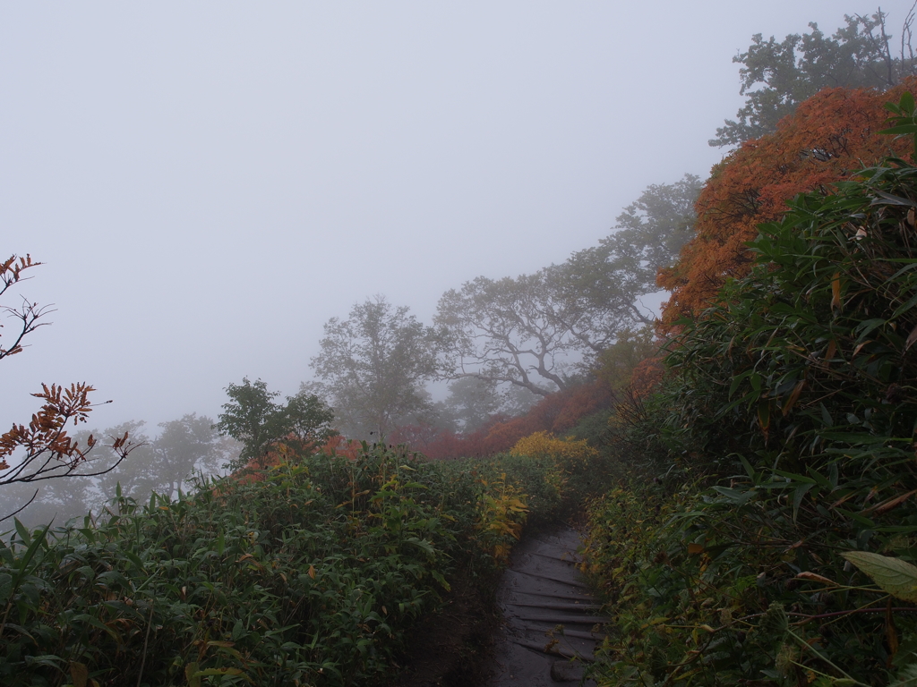 2015大雪　紅葉２