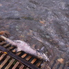 生と死