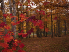 red and yellow2