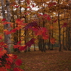 red and yellow2