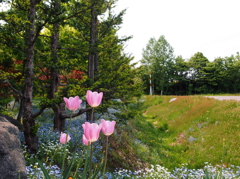 路傍の風景２