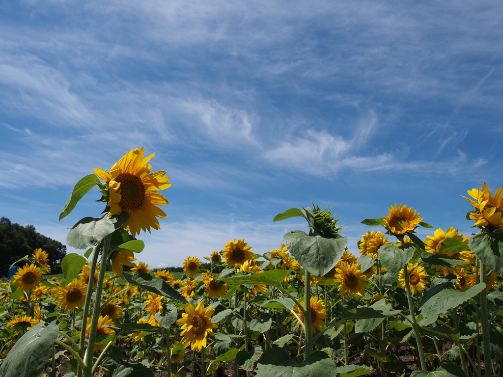 sunflower