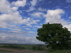 美瑛　雲の丘４