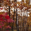 red & yellow1