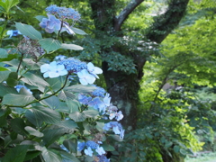 盛夏へ