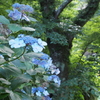 盛夏へ