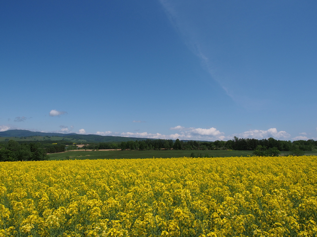 blue　&　yellow