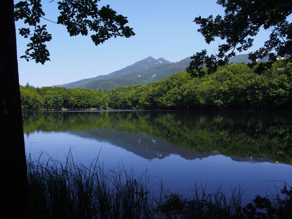 知床五湖地上遊歩道Ⅲ