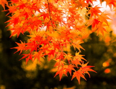 照る紅葉