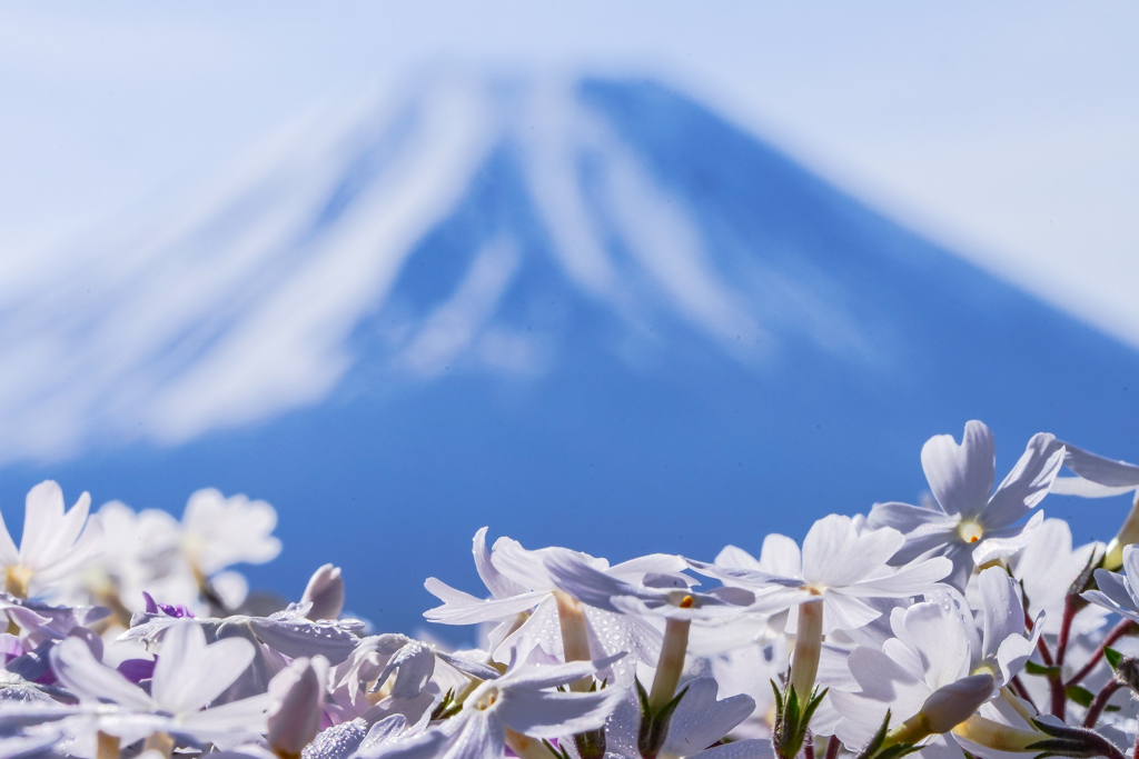 富士山と芝桜　２