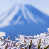 富士山と芝桜　２