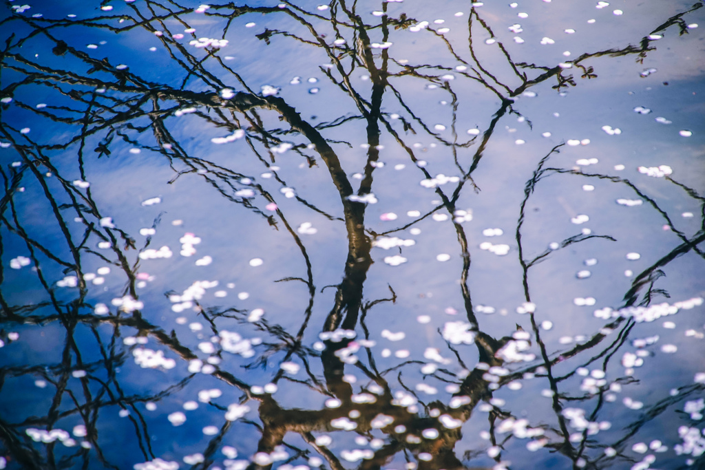 惜春の水面