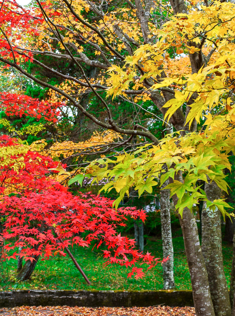 冬が来る前に　１
